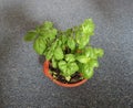 Basil Basilicum plant