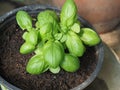 basil (Basilicum) plant in a pot