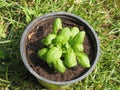 basil (Basilicum) plant in a pot