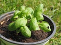 basil (Basilicum) plant in a pot