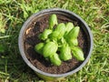 basil (Basilicum) plant in a pot