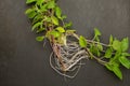 Basil branches that have taken root, seedlings. Transplanting a plant Royalty Free Stock Photo