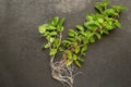 Basil branches that have taken root, seedlings. Transplanting a plant Royalty Free Stock Photo