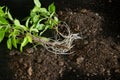 Basil branches that have taken root, seedlings. Transplanting a plant Royalty Free Stock Photo