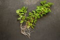 Basil branches that have taken root, seedlings. Transplanting a plant Royalty Free Stock Photo