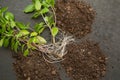 Basil branches that have taken root, seedlings. Transplanting a plant Royalty Free Stock Photo