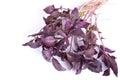 Basil bunch Royalty Free Stock Photo