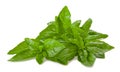 Basil bunch Royalty Free Stock Photo