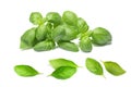 Basil bunch and basil leaves Royalty Free Stock Photo