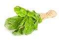 Basil bunch with paper Royalty Free Stock Photo