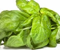 Basil bunch with paper Royalty Free Stock Photo