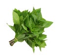 Basil Bundle