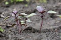 Basil bushes grow in the garden. Moist fertile black soil Royalty Free Stock Photo