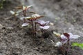 Basil bushes grow in the garden. Moist fertile black soil Royalty Free Stock Photo