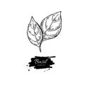 Basil drawing. Isolated Basil leaves. Herbal engraved sty