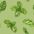 Basil drawing seamless pattern. Isolated plant with leaves background. Herbal watercolor illustration. Detailed organic