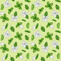 Basil drawing seamless pattern. Isolated plant with leaves background. Herbal watercolor illustration. Detailed organic