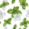 Basil drawing seamless pattern. Isolated plant with leaves background. Herbal watercolor illustration. Detailed organic