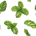 Basil drawing seamless pattern. Isolated plant with leaves background. Herbal watercolor illustration. Detailed organic