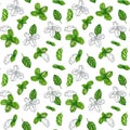 Basil drawing seamless pattern. Isolated plant with leaves background. Herbal watercolor illustration. Detailed organic