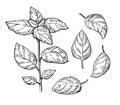 Basil drawing set. Isolated plant with leaves. Herbal eng