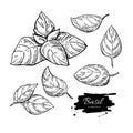 Basil drawing set. Isolated plant with leaves.