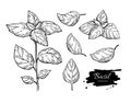 Basil drawing set. Isolated plant with leaves.