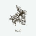Natural herb basil on a gray background