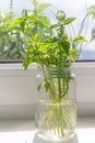 Basil edible herb plant rooting cutting propagation in water on window sill indoors