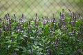 Basil Flower Royalty Free Stock Photo