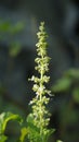 Basil Flower Blossome