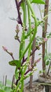 Beauty of basil flowers