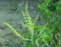 Basil flowers Royalty Free Stock Photo