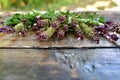 Basil flowers with parsley on a wooden countertop. With a side of sunlight in the background. Royalty Free Stock Photo