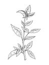 Basil fresh branch with leaves. Vintage hatching monochrome black illustration