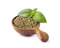 Basil fresh and dry in wooden spoon on a white background. Spice isolated