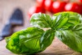 Basil. Fresh green basil leaves with tomatoes