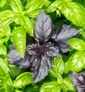 Basil. Fresh green basil herb Royalty Free Stock Photo