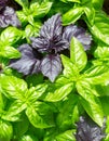 Basil. Fresh green basil herb Royalty Free Stock Photo