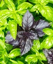 Basil. Fresh green basil herb Royalty Free Stock Photo