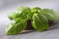 Basil. Fresh green leaves of organic basil close-up. Healthy eating. Royalty Free Stock Photo