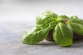 Basil. Fresh green leaves of organic basil close-up. Healthy eating. Royalty Free Stock Photo