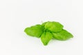 Basil Royalty Free Stock Photo