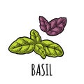 Basil fresh leaves. Engraving vintage black illustration.