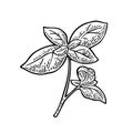 Basil fresh leaves. Engraving vintage vector black illustration.