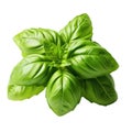 Basil fresh leaves isolated on white trnsparent Royalty Free Stock Photo