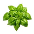 Basil fresh leaves isolated on white trnsparent Royalty Free Stock Photo