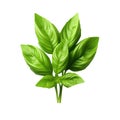 Basil fresh leaves isolated on white trnsparent Royalty Free Stock Photo