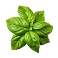 Basil fresh leaves isolated on white trnsparent