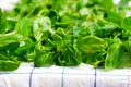 Basil Royalty Free Stock Photo